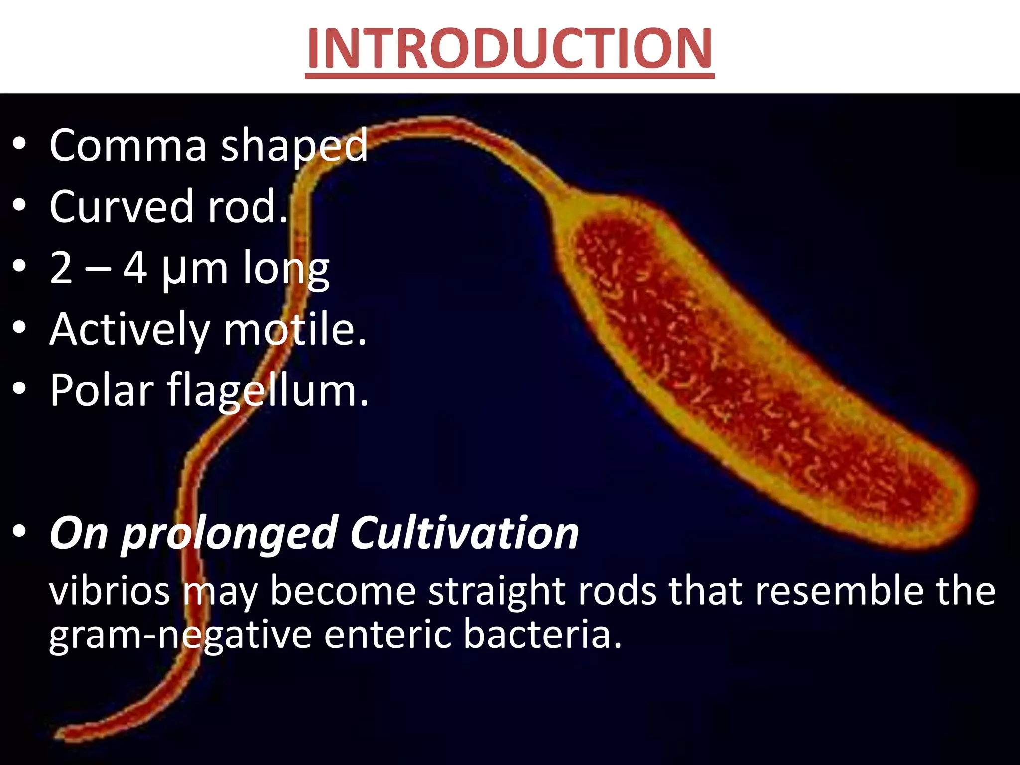 Vibrio cholerae | PPTX, image size:2048x1536