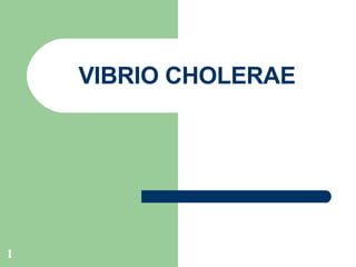 VIBRIO CHOLERAE 