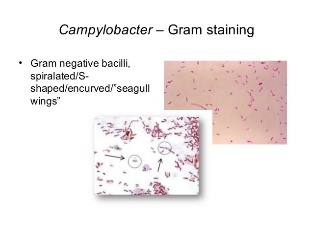 The Normal Bacterial Flora of Humans