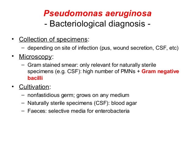 pseudomonas aeruginosa gram stain