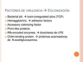 FACTORES DE VIRULENCIA  COLONIZACIÓN
 Bacterial pili.  toxin-coregulated pilus (TCP)
 Hemagglutinins.  adhesion factors
 Accessory colonizing factor.
 Porin-like proteins.
 Rfb-encoded enzymes.  biosíntesis de LPS
 Chitin-binding protein.  proteínas acarreadoras
de N-acetilglucosamina.
 