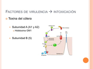 FACTORES DE VIRULENCIA  INTOXICACIÓN
 Toxina del cólera
 Subunidad A (A1 y A2)
 Holotoxina GM1
 Subunidad B (5)
 