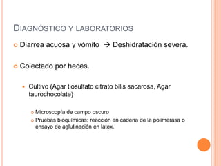 DIAGNÓSTICO Y LABORATORIOS
 Diarrea acuosa y vómito  Deshidratación severa.
 Colectado por heces.
 Cultivo (Agar tiosulfato citrato bilis sacarosa, Agar
taurochocolate)
 Microscopía de campo oscuro
 Pruebas bioquímicas: reacción en cadena de la polimerasa o
ensayo de aglutinación en latex.
 