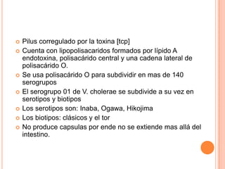  Pilus corregulado por la toxina [tcp]
 Cuenta con lipopolisacaridos formados por lípido A
endotoxina, polisacárido central y una cadena lateral de
polisacárido O.
 Se usa polisacárido O para subdividir en mas de 140
serogrupos
 El serogrupo 01 de V. cholerae se subdivide a su vez en
serotipos y biotipos
 Los serotipos son: Inaba, Ogawa, Hikojima
 Los biotipos: clásicos y el tor
 No produce capsulas por ende no se extiende mas allá del
intestino.
 