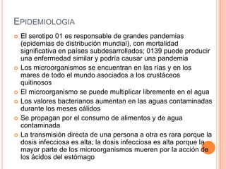 EPIDEMIOLOGIA
 El serotipo 01 es responsable de grandes pandemias
(epidemias de distribución mundial), con mortalidad
significativa en países subdesarrollados; 0139 puede producir
una enfermedad similar y podría causar una pandemia
 Los microorganismos se encuentran en las rías y en los
mares de todo el mundo asociados a los crustáceos
quitinosos
 El microorganismo se puede multiplicar libremente en el agua
 Los valores bacterianos aumentan en las aguas contaminadas
durante los meses cálidos
 Se propagan por el consumo de alimentos y de agua
contaminada
 La transmisión directa de una persona a otra es rara porque la
dosis infecciosa es alta; la dosis infecciosa es alta porque la
mayor parte de los microorganismos mueren por la acción de
los ácidos del estómago
 