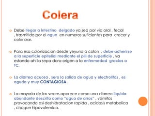  Debe llegar a intestino delgado ya sea por via oral , fecal
, trasmitido por el agua en numeros suficientes para crecer y
colonizar.
 Para esa colonizacion desde yeyuno a colon , debe adherirse
a la superficie epitelial mediante el pili de superficie , ya
estando ahí la sepa dara origen a la enfermedad gracias a
TC.
 La diarrea acuosa , sera la salida de agua y electrolitos , es
aguda y muy CONTAGIOSA .
 La mayoria de las veces aparece como una diarrea liquida
abundante descrita como “agua de arroz” , vomitos
provocando asi deshidratacion rapida , acidosis metabolica
, choque hipovolemico.
 