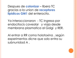 Despues de colonizar – libera TC
gracias a la union de receptores
lipidicos GM1 del enterocito.
Ya interaccionaron - TC ingresa por
endocitocis caveolar y viaja desde
membrana plasmatica al Golgi y RER.
Al entrar a RR como holotoxina , según
experimentos dicne que solo entra su
subnunidad A .
 