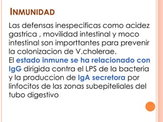 INMUNIDAD
Las defensas inespecificas como acidez
gastrica , movilidad intestinal y moco
intestinal son importtantes para prevenir
la colonizacion de V.cholerae.
El estado inmune se ha relacionado con
IgG dirigida contra el LPS de la bacteria
y la produccion de IgA secretora por
linfocitos de las zonas subepiteliales del
tubo digestivo
 