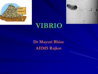 VIBRIO
Dr Mayuri Bhise
AIIMS Rajkot
 