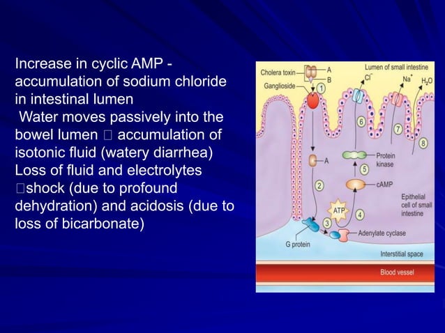 Vibrio cholera and Halophilic vibrio.ppt
