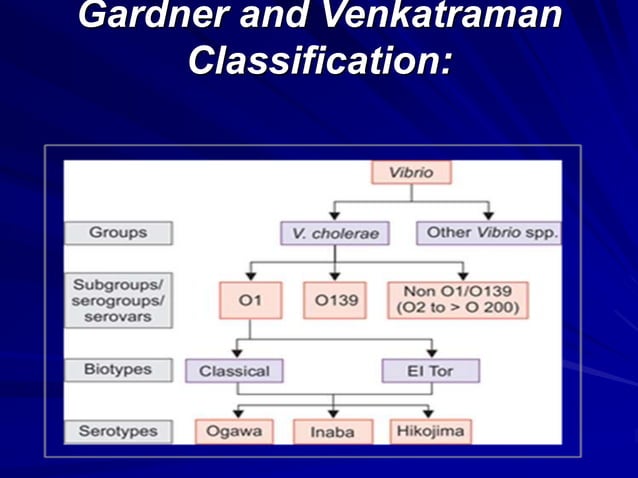 Vibrio cholera and Halophilic vibrio.ppt