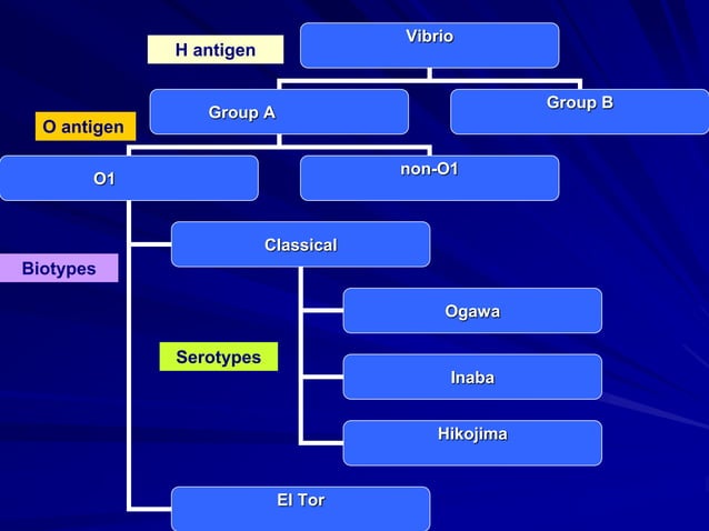 Vibrio cholera and Halophilic vibrio.ppt