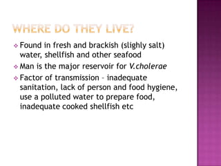  Found  in fresh and brackish (slighly salt)
  water, shellfish and other seafood
 Man is the major reservoir for V.cholerae
 Factor of transmission – inadequate
  sanitation, lack of person and food hygiene,
  use a polluted water to prepare food,
  inadequate cooked shellfish etc
 