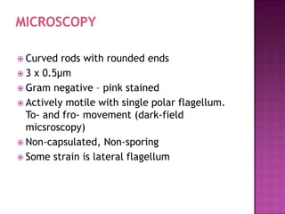  Curved  rods with rounded ends
 3 x 0.5µm
 Gram negative – pink stained
 Actively motile with single polar flagellum.
  To- and fro- movement (dark-field
  micsroscopy)
 Non-capsulated, Non-sporing
 Some strain is lateral flagellum
 