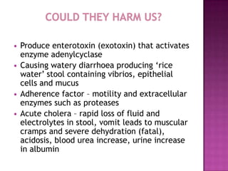    Produce enterotoxin (exotoxin) that activates
    enzyme adenylcyclase
   Causing watery diarrhoea producing ‘rice
    water’ stool containing vibrios, epithelial
    cells and mucus
   Adherence factor – motility and extracellular
    enzymes such as proteases
   Acute cholera – rapid loss of fluid and
    electrolytes in stool, vomit leads to muscular
    cramps and severe dehydration (fatal),
    acidosis, blood urea increase, urine increase
    in albumin
 