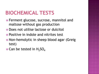  Ferment   glucose, sucrose, mannitol and
  maltose without gas production
 Does not utilise lactose or dulcitol
 Positive in indole and nitrites test
 Non-hemolytic in sheep blood agar (Greig
  test)
 Can be tested in H2SO4
 