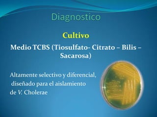Cultivo
Medio TCBS (Tiosulfato- Citrato – Bilis –
              Sacarosa)

Altamente selectivo y diferencial,
diseñado para el aislamiento
de V. Cholerae
 