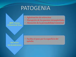 • Aglutinación de eritrocitos
                   • Disrupción de los puentes intraepiteliales
  ZOT (Toxina      • Alteración de la permeabilidad intestinal
Oclusora de Zona




                   • Facilita el paso por la superficie del
                     epitelio
   MICINASA
NEURAMINIDASA
 