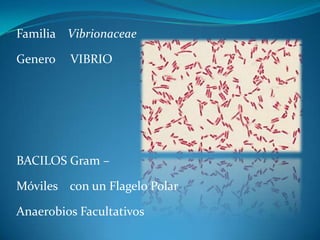 Familia Vibrionaceae

Genero   VIBRIO




BACILOS Gram –

Móviles con un Flagelo Polar

Anaerobios Facultativos
 