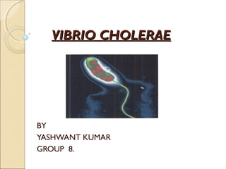 VIBRIO CHOLERAE




BY
YASHWANT KUMAR
GROUP 8.
 