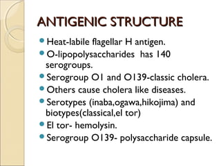 ANTIGENIC STRUCTURE
Heat-labile flagellar H antigen.
O-lipopolysaccharides has 140
 serogroups.
Serogroup O1 and O139-classic cholera.
Others cause cholera like diseases.
Serotypes (inaba,ogawa,hikojima) and
 biotypes(classical,el tor)
El tor- hemolysin.
Serogroup O139- polysaccharide capsule.
 