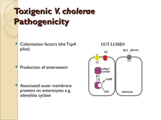 Toxigenic V. cholerae
Pathogenicity

   Colonization factors (the TcpA
    pilus)


   Production of enterotoxin


   Associated outer membrane
    proteins on enterocytes e.g.
    adenylate cyclase
 