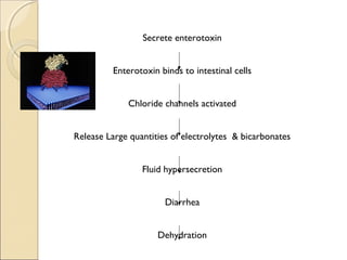 Secrete enterotoxin


         Enterotoxin binds to intestinal cells


             Chloride channels activated


Release Large quantities of electrolytes & bicarbonates


                 Fluid hypersecretion


                       Diarrhea


                     Dehydration
 