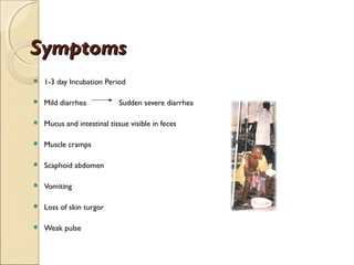Symptoms
   1-3 day Incubation Period

   Mild diarrhea           Sudden severe diarrhea

   Mucus and intestinal tissue visible in feces

   Muscle cramps

   Scaphoid abdomen

   Vomiting

   Loss of skin turgor

   Weak pulse
 
