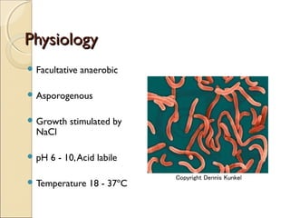 Physiology
 Facultative   anaerobic

 Asporogenous


 Growth    stimulated by
  NaCl

 pH   6 - 10, Acid labile

 Temperature     18 - 37ºC
 