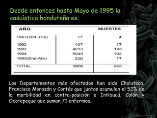 Desde entonces hasta Mayo de 1995 la
casuística hondureña es:
Los Departamentos más afectados han sido Choluteca,
Francisco Morazán y Cortés que juntos acumulan el 52% de
la morbilidad en contra-posición a Intibucá, Colón y
Ocotepeque que suman 71 enfermos.
 