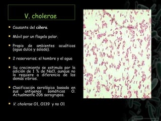 V. cholerae
 Causante del cólera.
 Móvil por un flagelo polar.
 Propio de ambientes acuáticos
(agua dulce y salada).
 2 reservorios; el hombre y el agua
 Su crecimiento se estimula por la
adición de 1 % de NaCl, aunque no
lo requiere a diferencia de los
demás vibrios.
 Clasificación serológica basada en
sus antígenos somáticos O.
Actualmente 206 serogrupos.
 V. cholerae O1, O139 y no O1
 