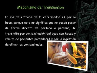 Mecanismo de Transmision
La vía de entrada de la enfermedad es por la
boca, aunque esto no significa que no pueda pasar
de forma directa de persona a persona, se
transmite por contaminación del agua con heces y
vómito de pacientes portadores y por la ingestión
de alimentos contaminados.
 