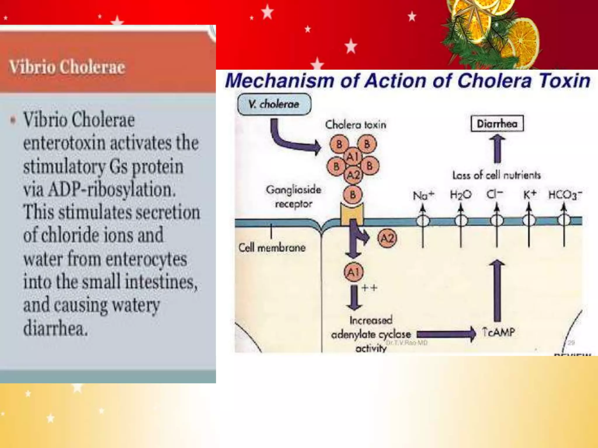 Vibrio cholerae PPT for students | PPTX
