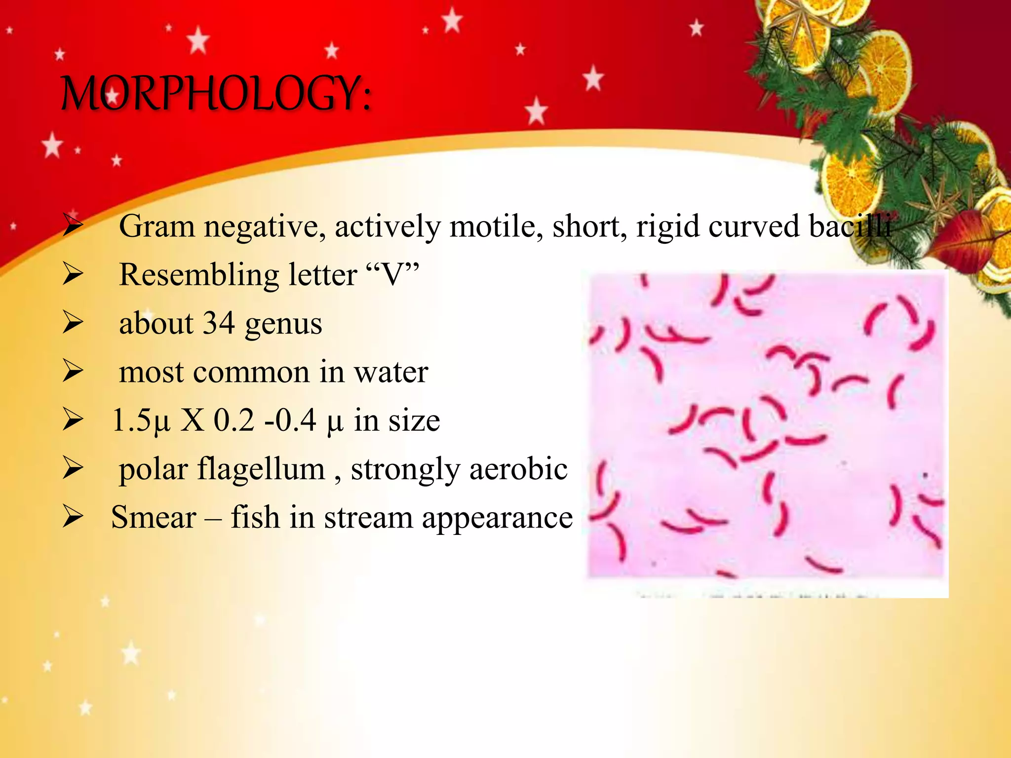 Vibrio cholerae PPT for students | PPTX