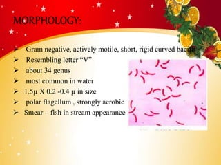MORPHOLOGY:
 Gram negative, actively motile, short, rigid curved bacilli
 Resembling letter “V”
 about 34 genus
 most common in water
 1.5µ X 0.2 -0.4 µ in size
 polar flagellum , strongly aerobic
 Smear – fish in stream appearance ( koch)
 