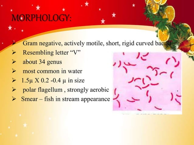 Vibrio Cholerae Ppt For Students Pptx