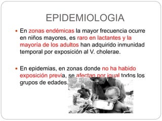 EPIDEMIOLOGIA
 En zonas endémicas la mayor frecuencia ocurre
en niños mayores, es raro en lactantes y la
mayoría de los adultos han adquirido inmunidad
temporal por exposición al V. cholerae.
 En epidemias, en zonas donde no ha habido
exposición previa, se afectan por igual todos los
grupos de edades.
 