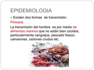 EPIDEMIOLOGIA
 Existen dos formas de transmisión:
Primaria:
La transmisión del hombre es por medio de
alimentos marinos que no están bien cocidos,
particularmente cangrejos, pescado fresco,
camarones, ostiones crudos etc.
 