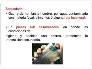 Secundaria:
 Ocurre de hombre a hombre, por agua contaminada
con materia fecal, alimentos ó alguna ruta fecal-oral.
 En países sub desarrollados, en donde las
condiciones de
higiene y sanidad son pobres, predomina la
transmisión secundaria.
 