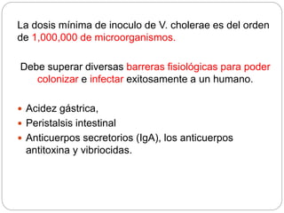 La dosis mínima de inoculo de V. cholerae es del orden
de 1,000,000 de microorganismos.
Debe superar diversas barreras fisiológicas para poder
colonizar e infectar exitosamente a un humano.
 Acidez gástrica,
 Peristalsis intestinal
 Anticuerpos secretorios (IgA), los anticuerpos
antitoxina y vibriocidas.
 
