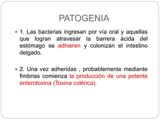 PATOGENIA
 1. Las bacterias ingresan por vía oral y aquellas
que logran atravesar la barrera ácida del
estómago se adhieren y colonizan el intestino
delgado.
 2. Una vez adheridas , probablemente mediante
fimbrias comienza la producción de una potente
enterotoxina (Toxina colérica).
 