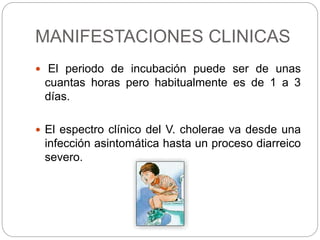 MANIFESTACIONES CLINICAS
 El periodo de incubación puede ser de unas
cuantas horas pero habitualmente es de 1 a 3
días.
 El espectro clínico del V. cholerae va desde una
infección asintomática hasta un proceso diarreico
severo.
 