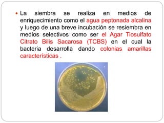  La siembra se realiza en medios de
enriquecimiento como el agua peptonada alcalina
y luego de una breve incubación se resiembra en
medios selectivos como ser el Agar Tiosulfato
Citrato Bilis Sacarosa (TCBS) en el cual la
bacteria desarrolla dando colonias amarillas
características .
 