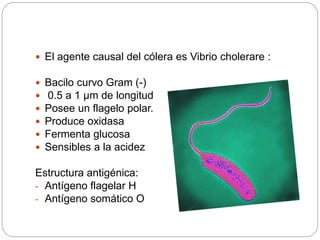  El agente causal del cólera es Vibrio cholerare :
 Bacilo curvo Gram (-)
 0.5 a 1 µm de longitud
 Posee un flagelo polar.
 Produce oxidasa
 Fermenta glucosa
 Sensibles a la acidez
Estructura antigénica:
- Antígeno flagelar H
- Antígeno somático O
 