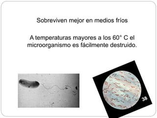 Sobreviven mejor en medios fríos
A temperaturas mayores a los 60° C el
microorganismo es fácilmente destruido.
 