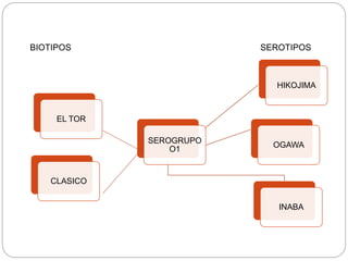 CLASICO
EL TOR
SEROGRUPO
O1
INABA
OGAWA
HIKOJIMA
SEROTIPOSBIOTIPOS
 