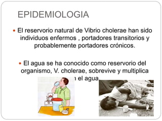 EPIDEMIOLOGIA
 El reservorio natural de Vibrio cholerae han sido
individuos enfermos , portadores transitorios y
probablemente portadores crónicos.
 El agua se ha conocido como reservorio del
organismo, V. cholerae, sobrevive y multiplica
en el agua.
 