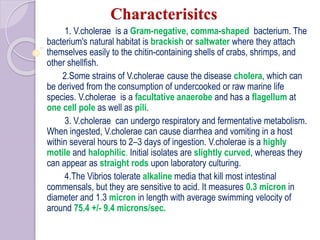 Characterisitcs
1. V.cholerae is a Gram-negative, comma-shaped bacterium. The
bacterium's natural habitat is brackish or saltwater where they attach
themselves easily to the chitin-containing shells of crabs, shrimps, and
other shellfish.
2.Some strains of V.cholerae cause the disease cholera, which can
be derived from the consumption of undercooked or raw marine life
species. V.cholerae is a facultative anaerobe and has a flagellum at
one cell pole as well as pili.
3. V.cholerae can undergo respiratory and fermentative metabolism.
When ingested, V.cholerae can cause diarrhea and vomiting in a host
within several hours to 2–3 days of ingestion. V.cholerae is a highly
motile and halophilic. Initial isolates are slightly curved, whereas they
can appear as straight rods upon laboratory culturing.
4.The Vibrios tolerate alkaline media that kill most intestinal
commensals, but they are sensitive to acid. It measures 0.3 micron in
diameter and 1.3 micron in length with average swimming velocity of
around 75.4 +/- 9.4 microns/sec.
 