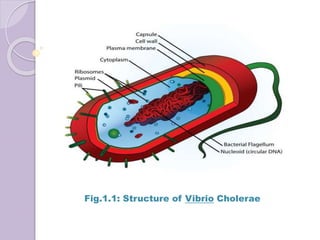 Fig.1.1: Structure of Vibrio Cholerae
 