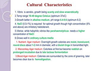 Cultural Characteristics
1. Vibrio is aerobic, growth being scanty and slow anaerobically
2.Temp range 16-40 degree Celsius (optimum 37oC)
3.Growth better in alkaline medium, pH range 6.4-9.6 (optimum 8.2)
4. NaCl (0.5-1%) is required for optimal growth though high concentration (6%
and above) are inhibitory halotolerant.
5.Vibrios while halophilic vibrios like parahaemolyticus needs a higher
concentration of NaCl
6.Grows well in ordinary culture media
1. Nutrient Agar medium: Overnight growth colonies are moist, translucent,
round discs about 1-2 mm in diameter, with a bluish tinge in transmitted light.
2. Macconkey Agar medium: Colorless at first but become reddish on
prolonged incubation due to late lactose fermentation
3.Blood Agar medium: Colonies are surrounded by the zone of greening, later
becomes clear due to hemodigestion.
 